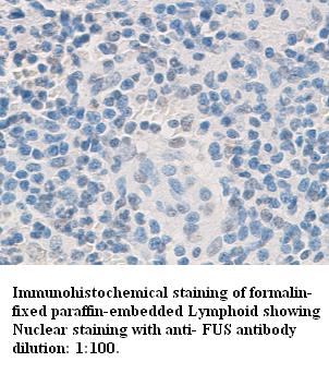 Fus Antibody