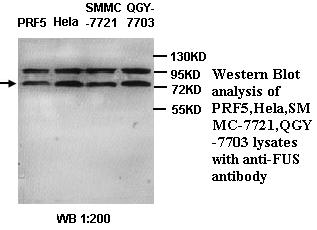 Fus Antibody