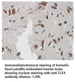 TLE4 Antibody