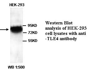 TLE4 Antibody