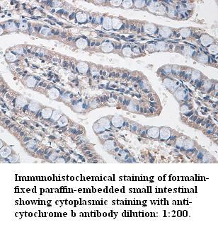 cytochrome b Antibody