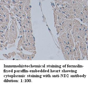 ND2 Antibody