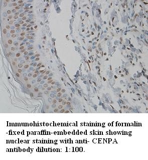 CENPA Antibody