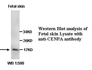 CENPA Antibody