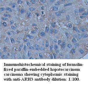 ARH3 Antibody