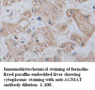 AGMAT Antibody