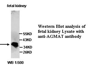 AGMAT Antibody