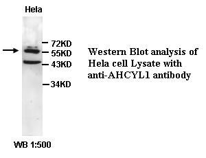 AHCYL1 Antibody