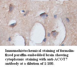 ACOT7 Antibody