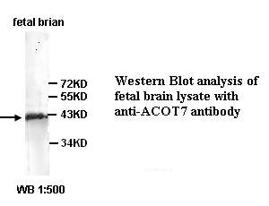 ACOT7 Antibody