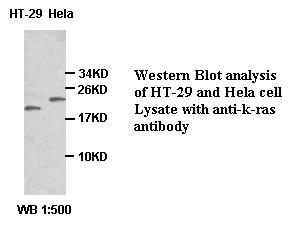 k-ras Antibody