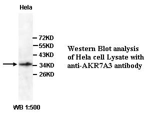 AKR7A3 Antibody