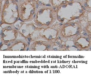 ADORA1 Antibody