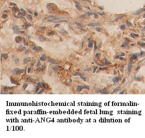 ANG4 Antibody