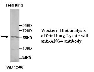 ANG4 Antibody