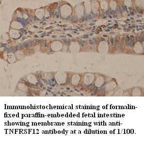 TNFRSF12 Antibody