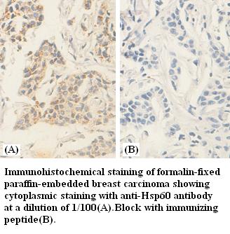 hsp60 Antibody