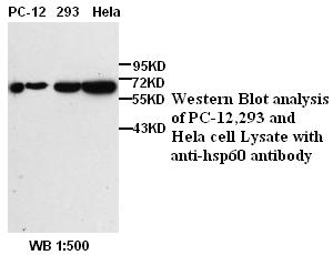 hsp60 Antibody