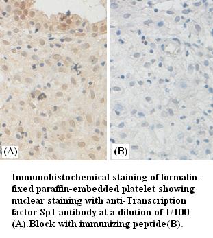 Transcription factor Sp1 Antibody