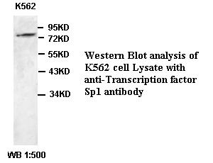 Transcription factor Sp1 Antibody