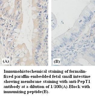 PepT1 Antibody