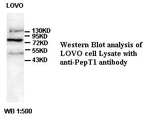 PepT1 Antibody