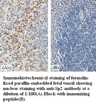 Sp2 Antibody