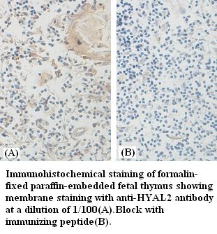 HYAL2 Antibody