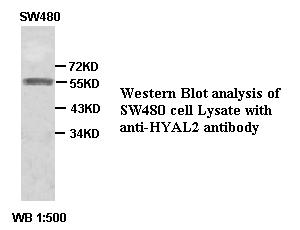 HYAL2 Antibody