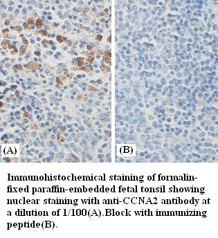 CCNA2 Antibody