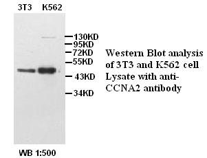 CCNA2 Antibody