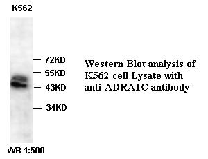 ADRA1C Antibody