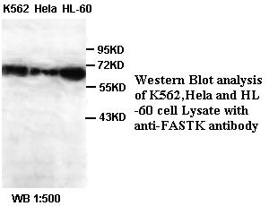 FASTK Antibody