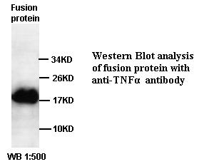 TNF α Antibody
