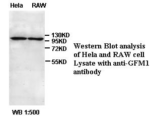 GFM1 Antibody