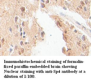 Sp4 Antibody