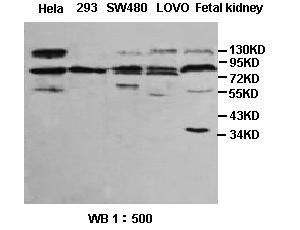 Sp4 Antibody