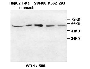 HIP Antibody