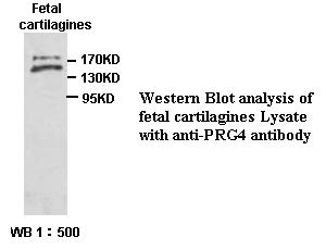 PRG4 Antibody