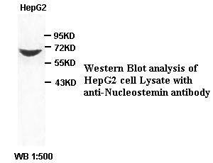 Nucleostemin Antibody