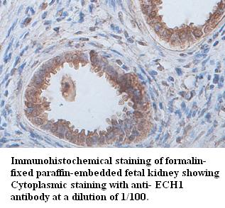 ECH1 Antibody