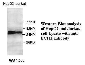 ECH1 Antibody