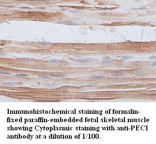 PECI Antibody