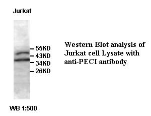 PECI Antibody