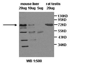  SR-B1 Antibody