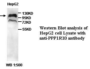 PPP1R10 Antibody