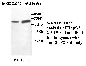 SCP2 Antibody