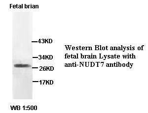 NUDT7 Antibody