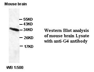 G4 Antibody