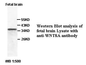 WNT8A Antibody